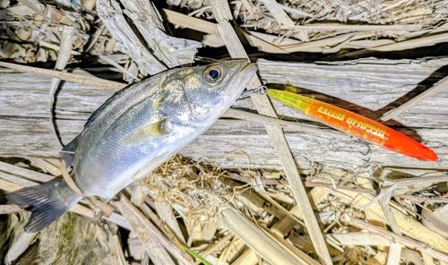 セイゴ（マルスズキ）の釣果