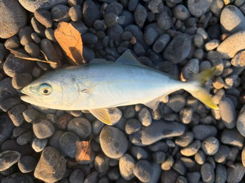 ワカシの釣果