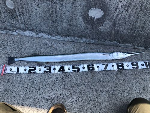 ダツの釣果