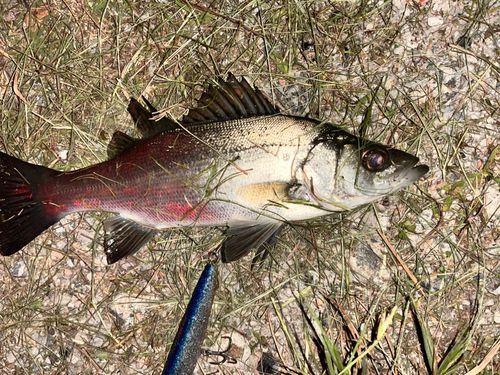 セイゴ（ヒラスズキ）の釣果