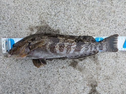アイナメの釣果