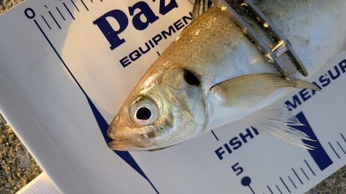 マアジの釣果