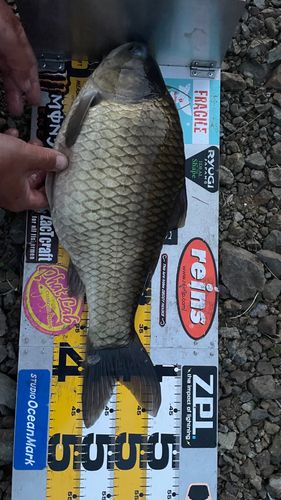 ヘラブナの釣果