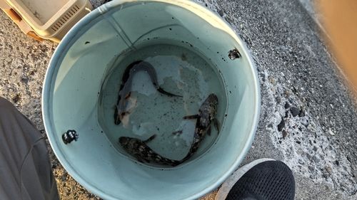 ギンポの釣果