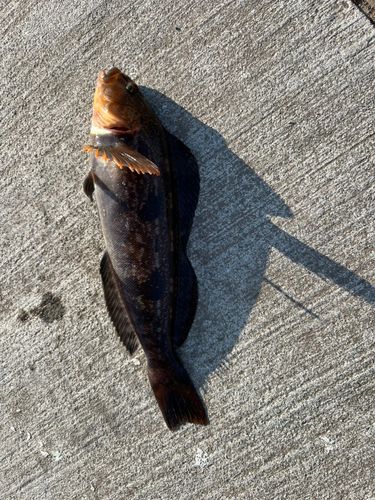 アイナメの釣果