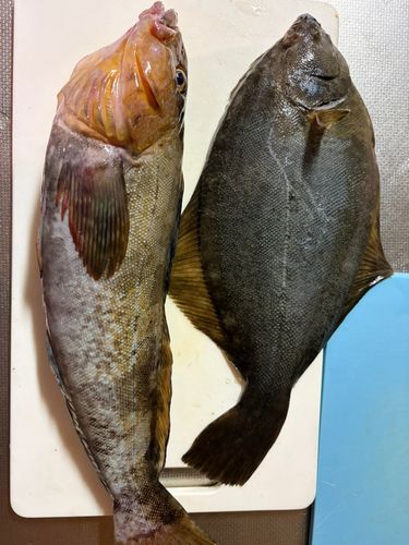 カレイの釣果