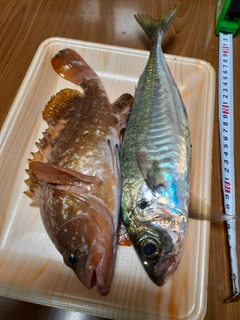 キジハタの釣果