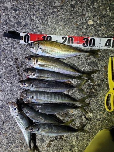 アジの釣果