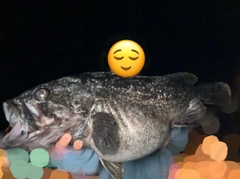 クロソイの釣果