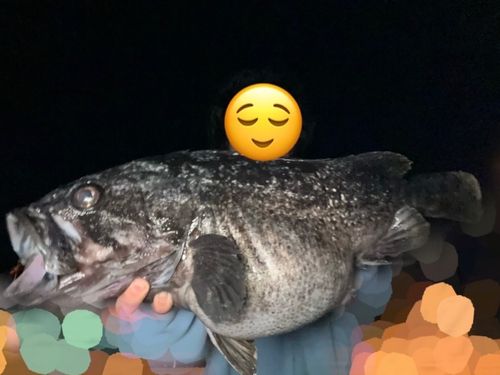 クロソイの釣果