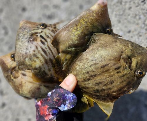 カワハギの釣果