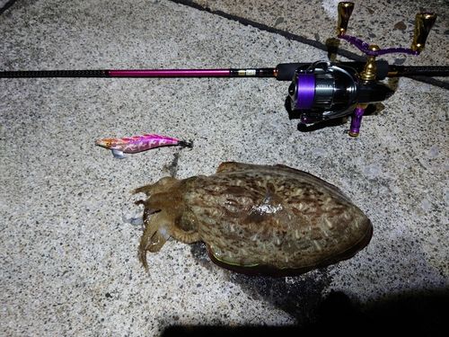 モンゴウイカの釣果