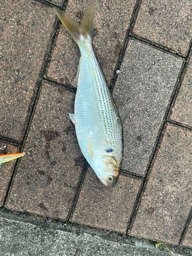 コノシロの釣果