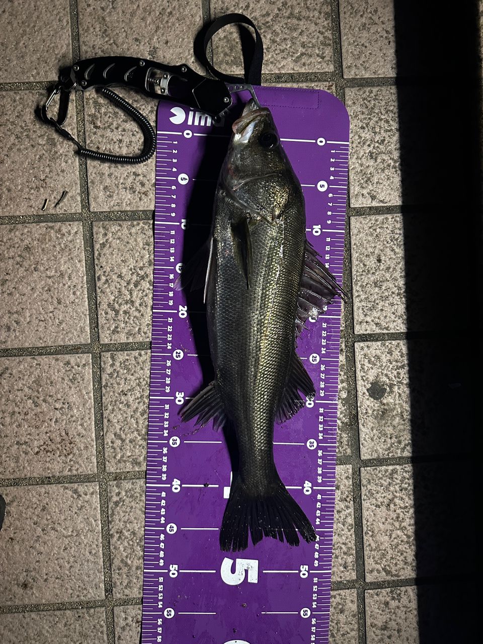 SHIMANO 23ディアルーナ S90MLの最安値・インプレ・釣果 | 本音の