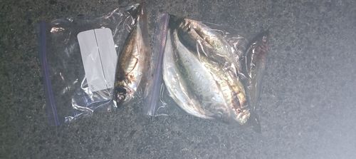 マアジの釣果