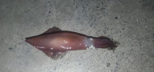 イカの釣果