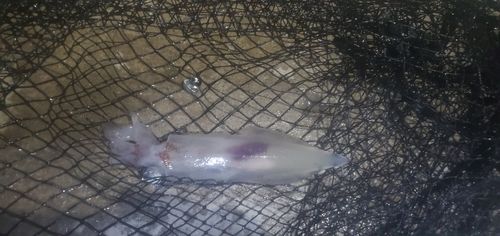 イカの釣果