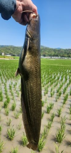 ナマズの釣果
