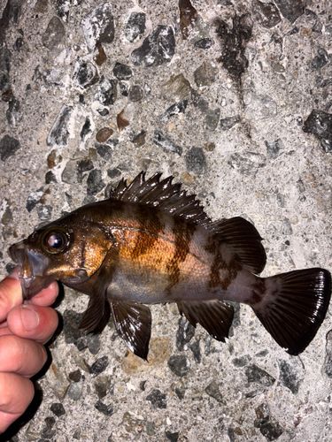 メバルの釣果