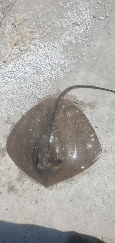 エイの釣果