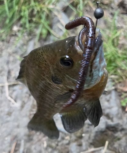 ブルーギルの釣果