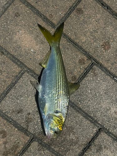 コノシロの釣果