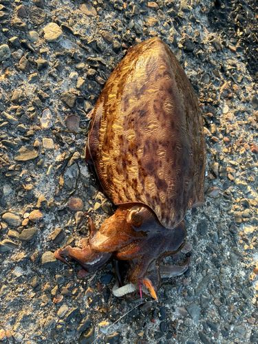 カミナリイカの釣果