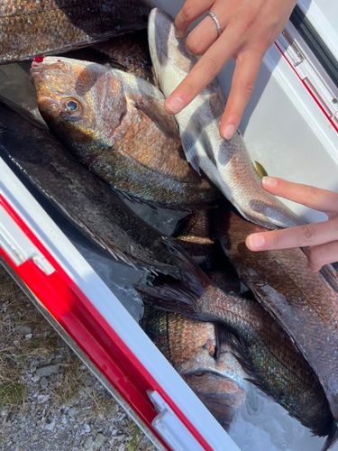 マダイの釣果
