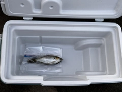 コノシロの釣果