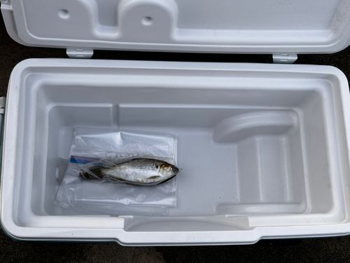コノシロの釣果