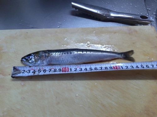 イワシの釣果