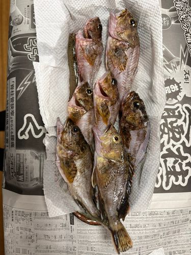 釣果