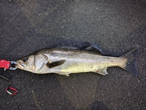 スズキの釣果