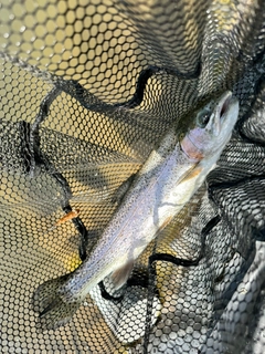 ニジマスの釣果
