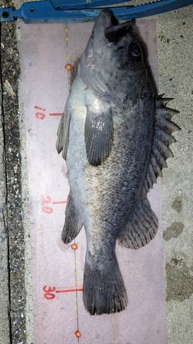 クロソイの釣果