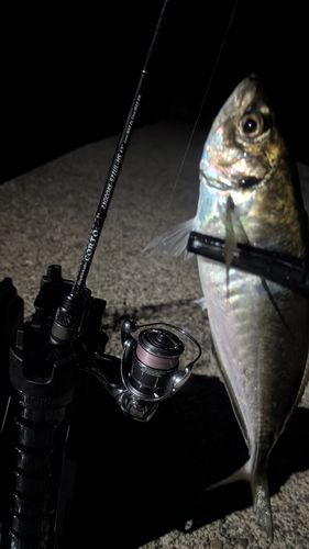 マアジの釣果