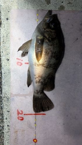 メバルの釣果