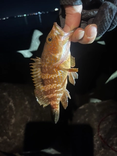キジハタの釣果