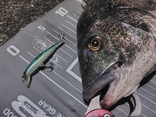クロダイの釣果