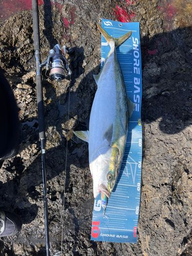 ブリの釣果