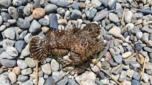 オニオコゼの釣果