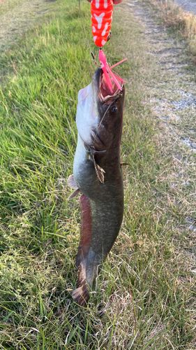 ナマズの釣果
