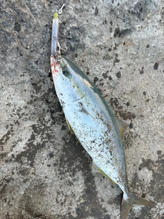 イナダの釣果