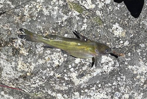 ギギの釣果