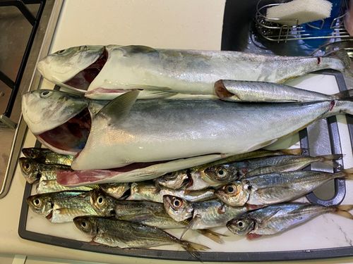 イナダの釣果