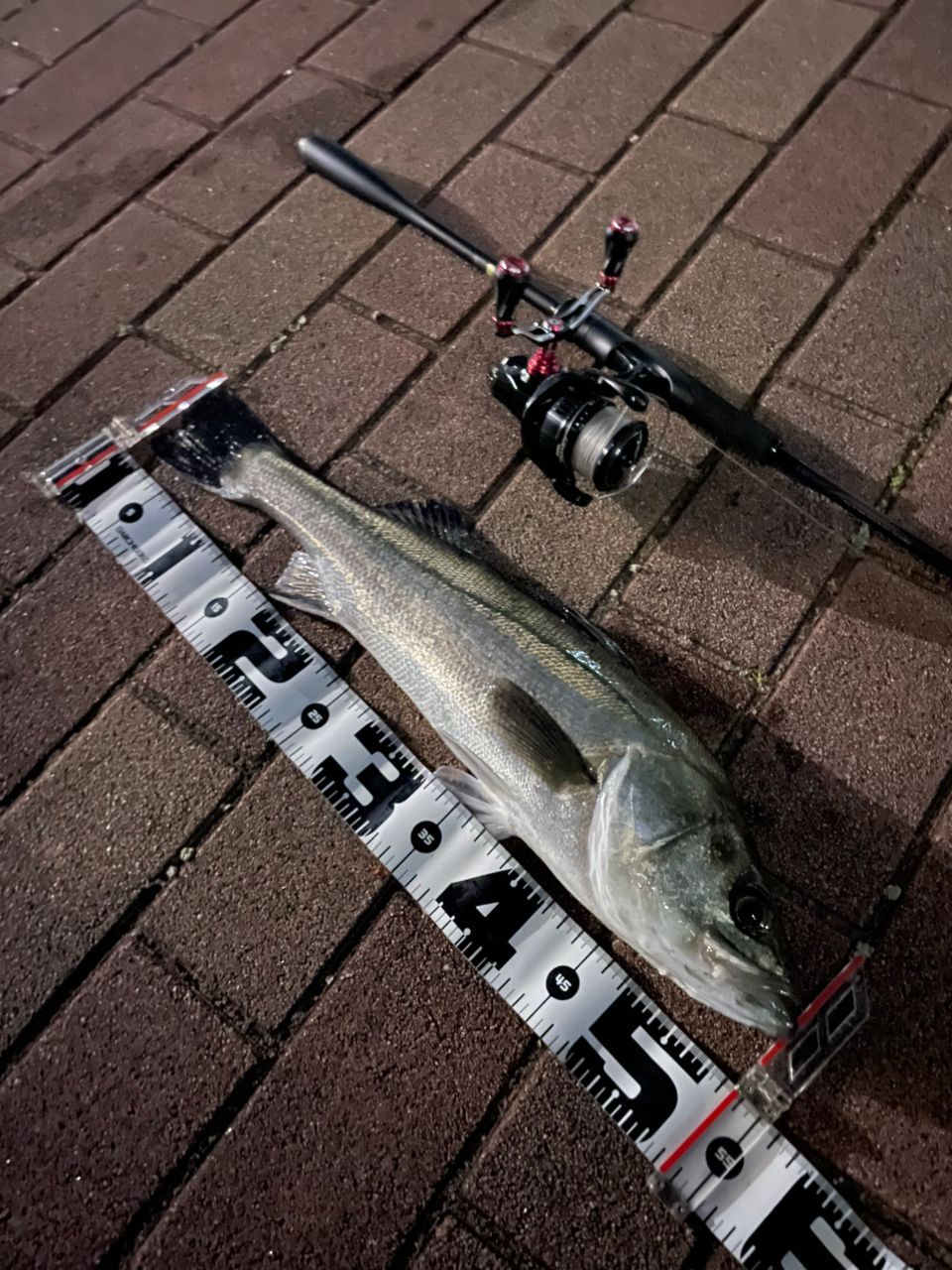 SHIMANO 23ディアルーナ S86L-Sの最安値・インプレ・釣果 | 本音の