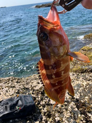 アカハタの釣果