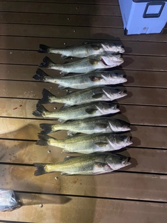 スズキの釣果