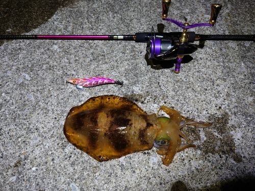 アオリイカの釣果