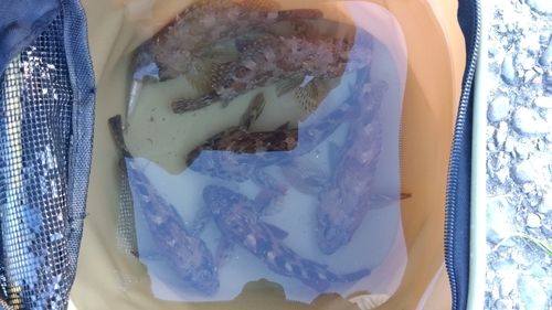クエの釣果